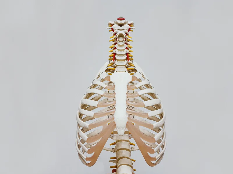 How X-Rays works at Sovereign Light Chiropractic